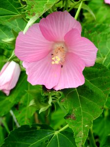 Swamp Rose Mallow photo