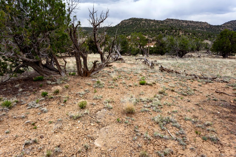 Ox Spring Canyon