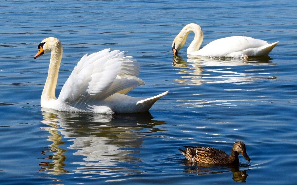 Swans mallard plumage