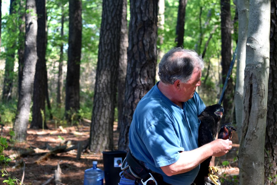 Preparing to return bald eaglet to nest at Eastern Neck National Wildlife Refuge