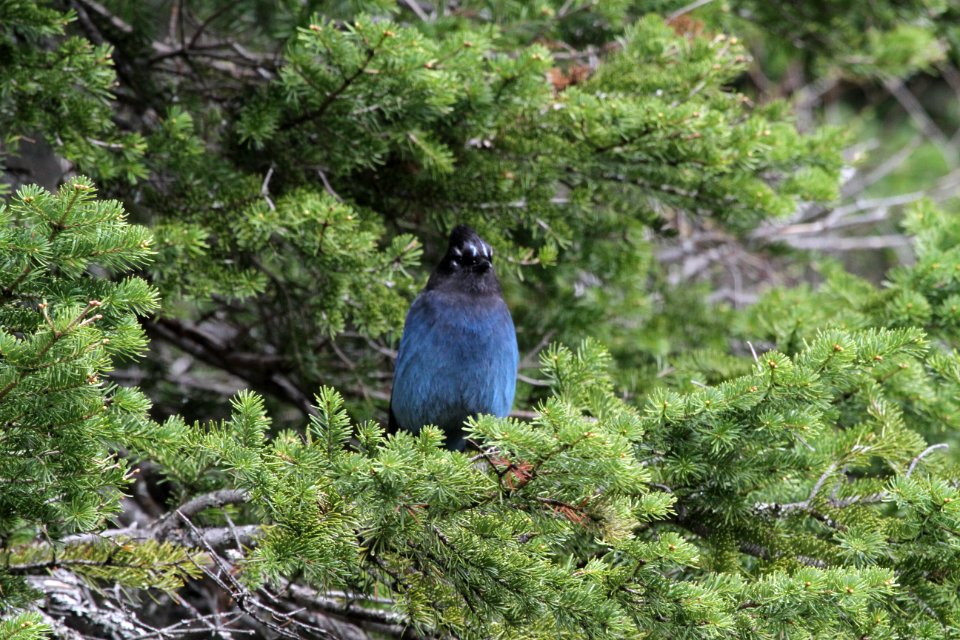 Steller's Jay (Cyanocitta Stelleri)