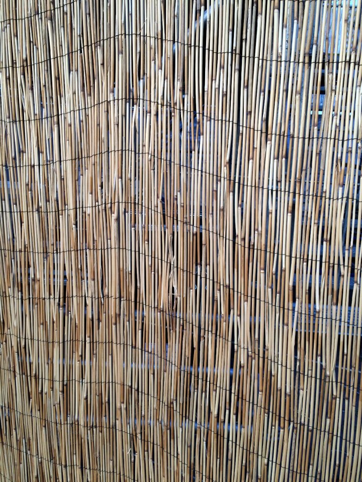 Reed background texture