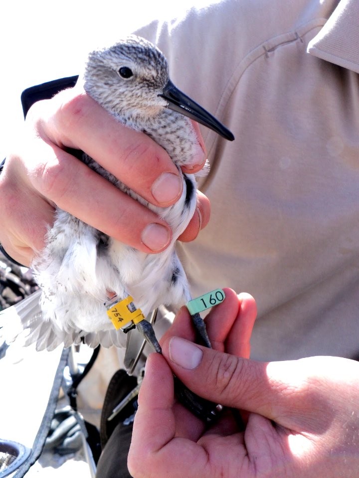 Red Knot with Geolocator