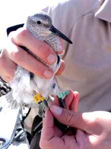 Red Knot with Geolocator photo
