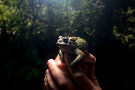 A researcher measures a western toad.