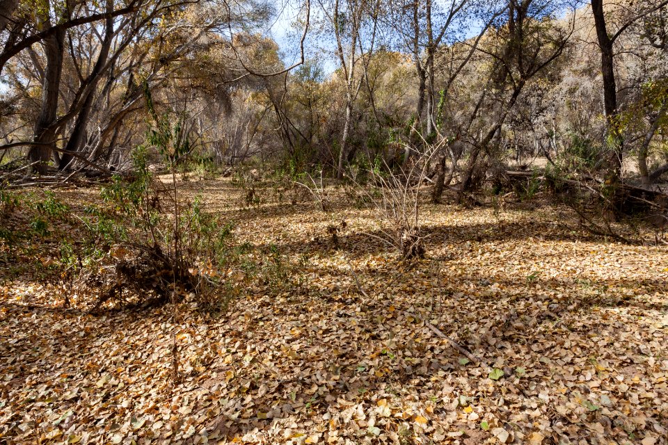 Gila River floodplain