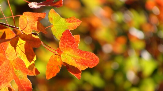 Golden autumn trees nature photo