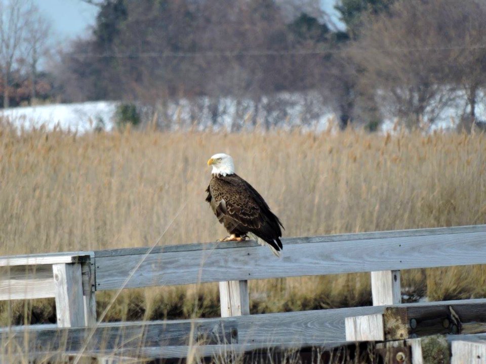 Bald eagle on boardwalk at Eastern Neck National Wildlife Refuge