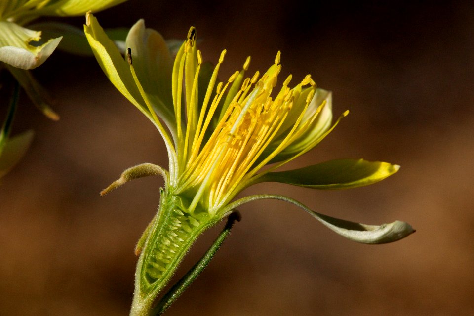Mentzelia multiflora