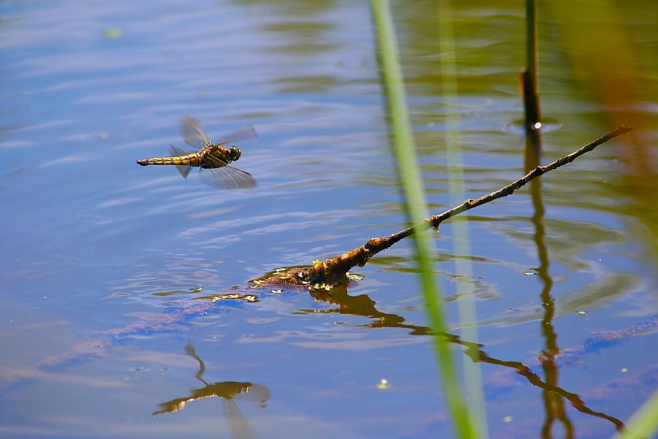Libellule en vol - Flying Dragonfly