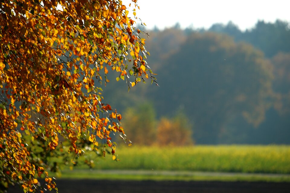 Fall color fall foliage golden autumn