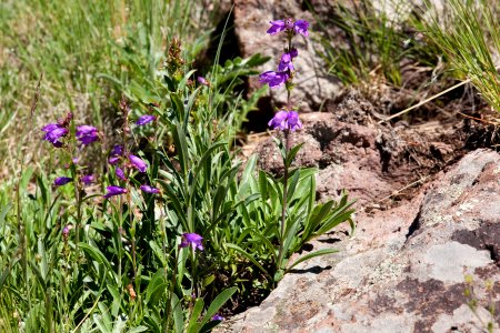 Penstemon deaveri