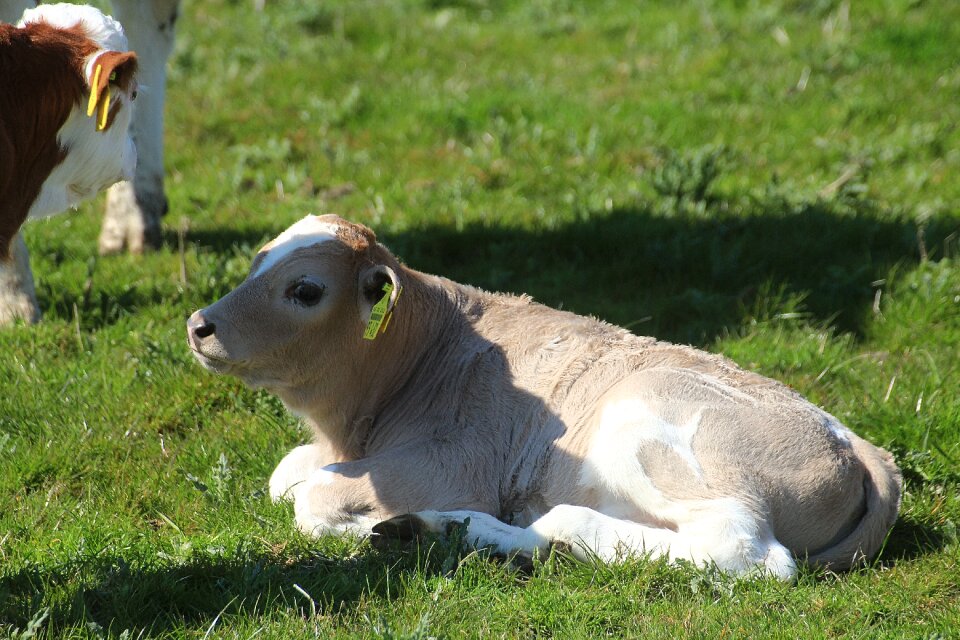 Holstein cow milk cow cattle