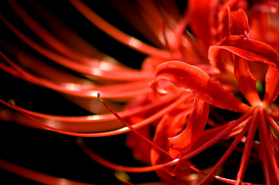 Lycoris radiata