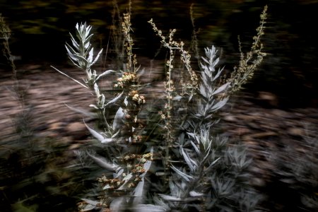 White Sagebrush - Artemisia ludoviciana photo