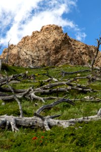 Dead Trees and Geology on Spot Mountain