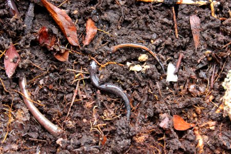 Salamanders