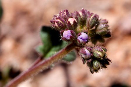 Phacelia bombycina