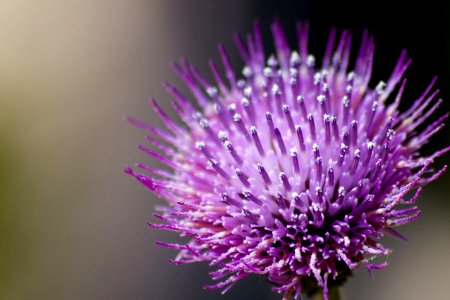 Cirsium sieboldii
