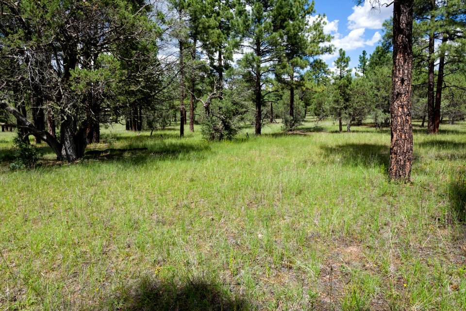 Northeast of Steer Mesa