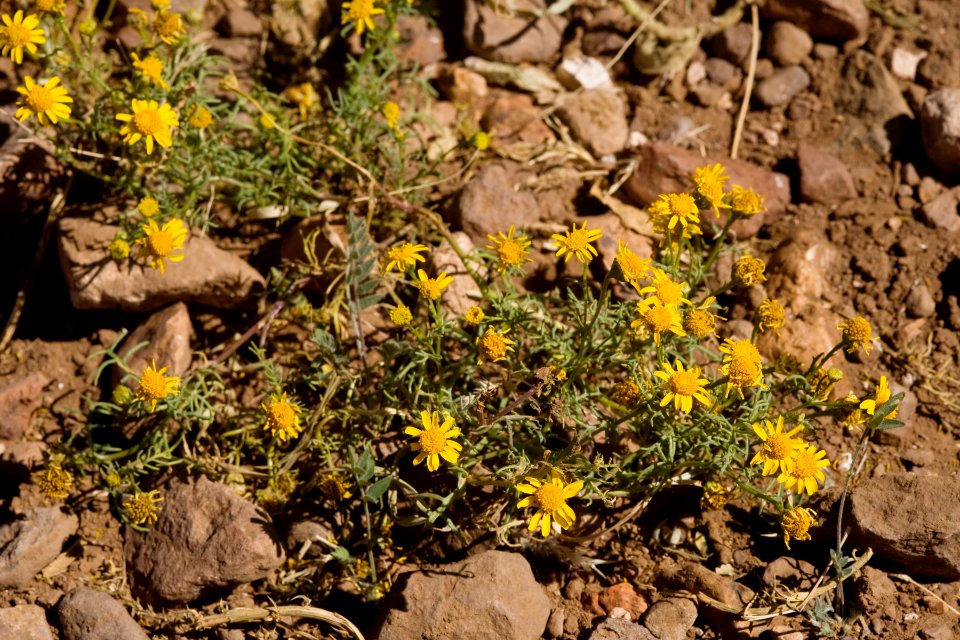 Thymophylla aurea var. polychaeta