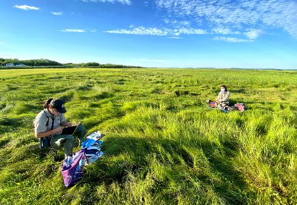 Socially distanced bird banding of saltmarsh sparrows
