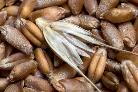 Grain close up wheat spike