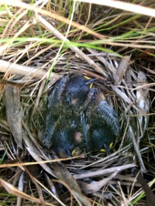 Feathered saltmarsh sparrow chicks in a nest photo
