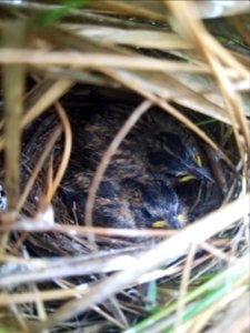 Saltmarsh sparrow chicks in a nest