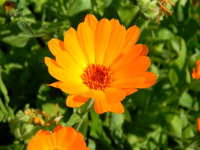 Garden flower ornamental plant beautiful flower