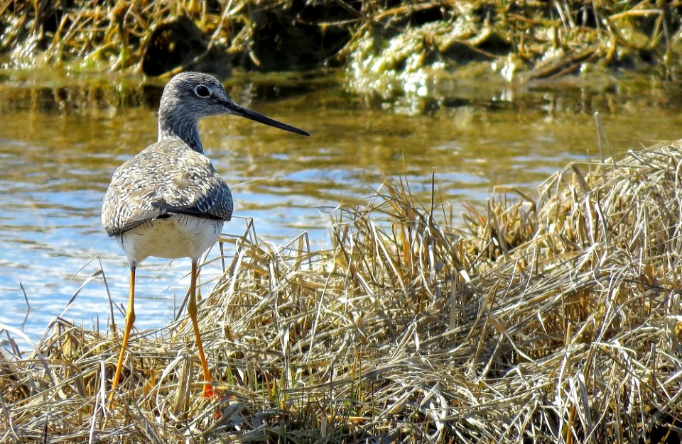 Greater Yellowlegs in Marsh at Parker River National Wildlife Refuge