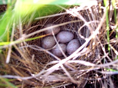 Saltmarsh sparrow eggs in a nest