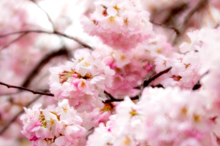 CherryBlossomDC2019-528.jpg