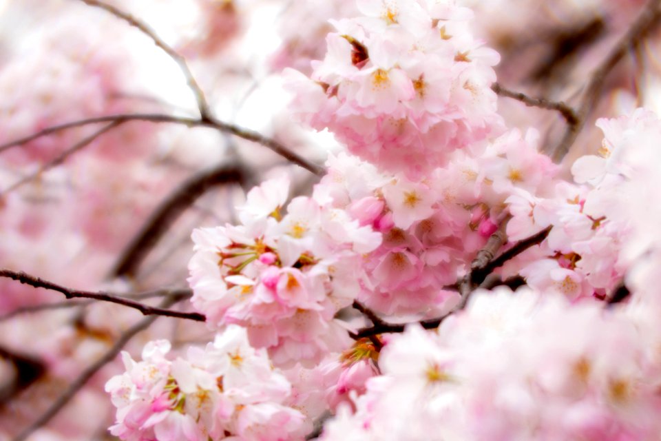 CherryBlossomDC2019-526.jpg