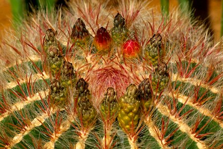 Hairy green pieksen