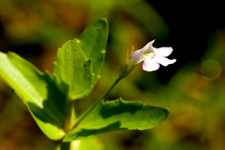 Lindernia dubia