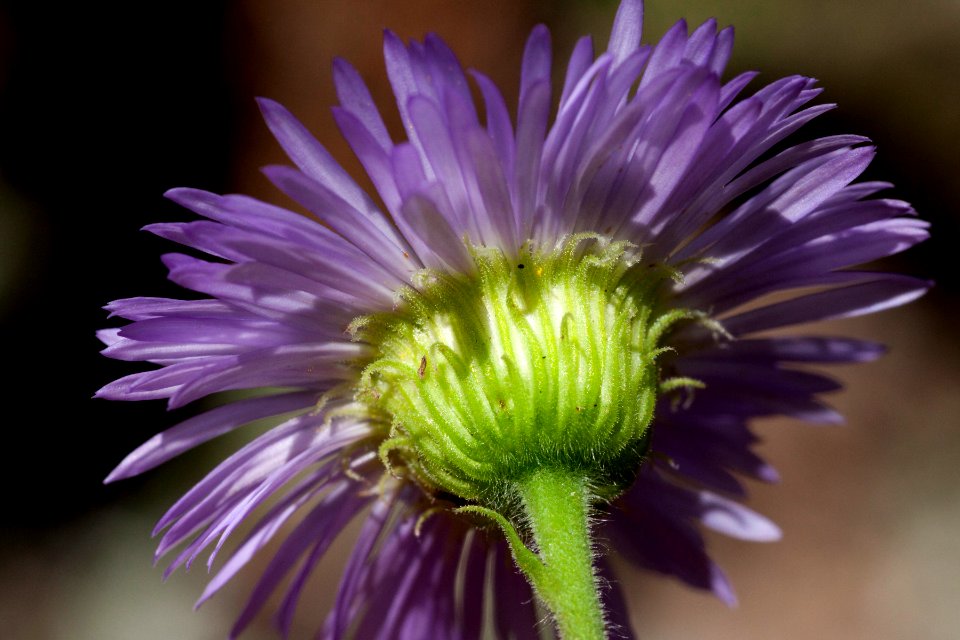 Erigeron speciosus