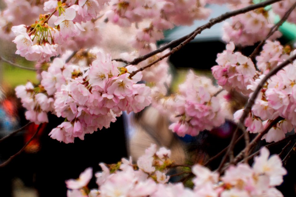CherryBlossomDC2019-516.jpg