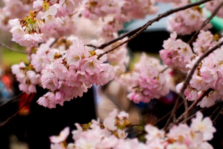 CherryBlossomDC2019-516.jpg