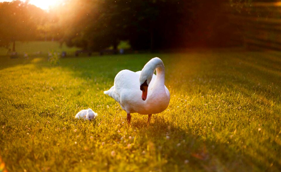 Heat wave swan heat