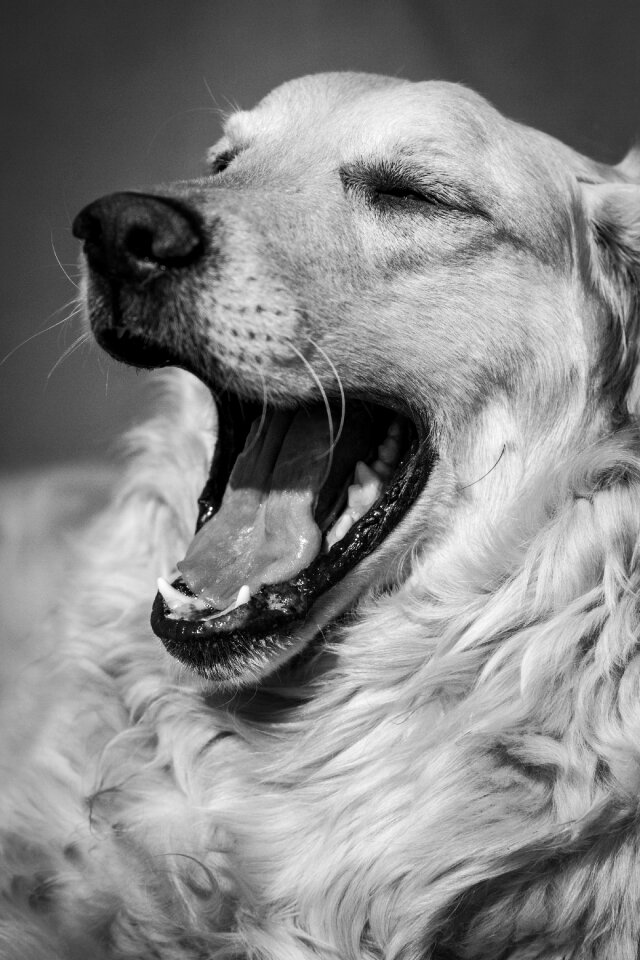 Golden labrador dog resting