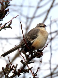 Northern mockingbird