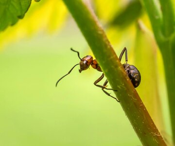 Ant insect forest