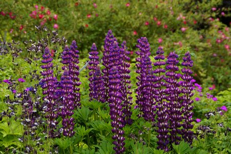 Flowers bloom blue