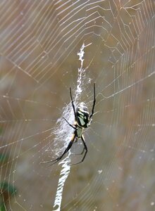 Arachnophobia web arthropod photo