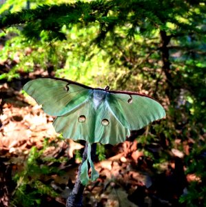 Luna moth