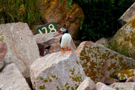 Puffin near a numbered burough photo