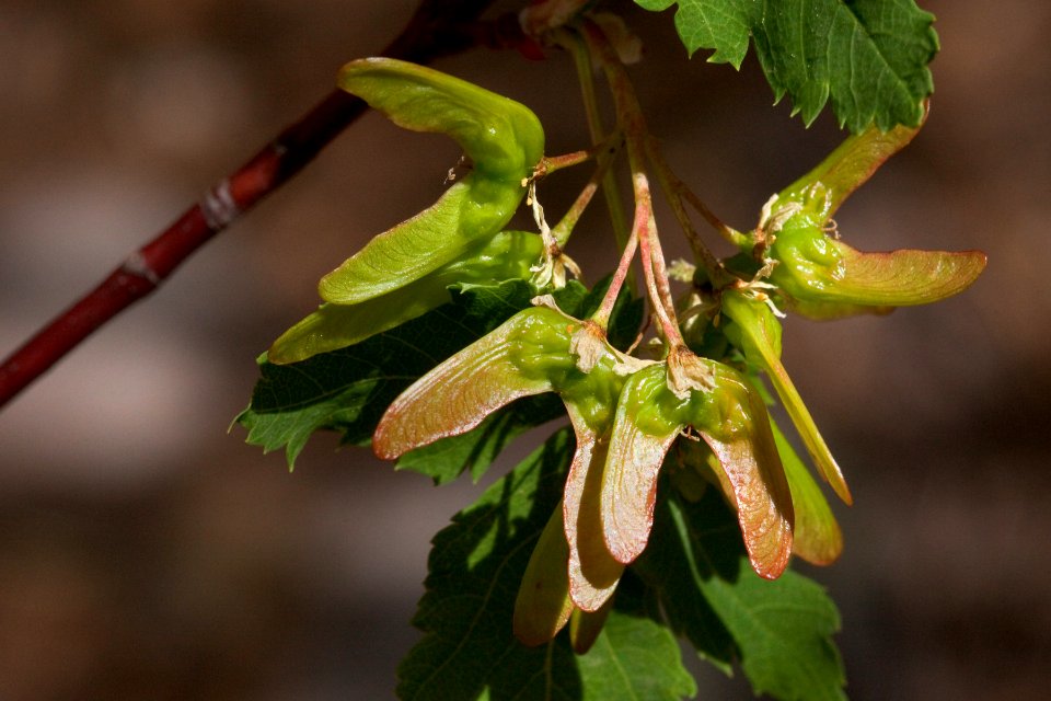 Acer glabrum var. neomexicanum