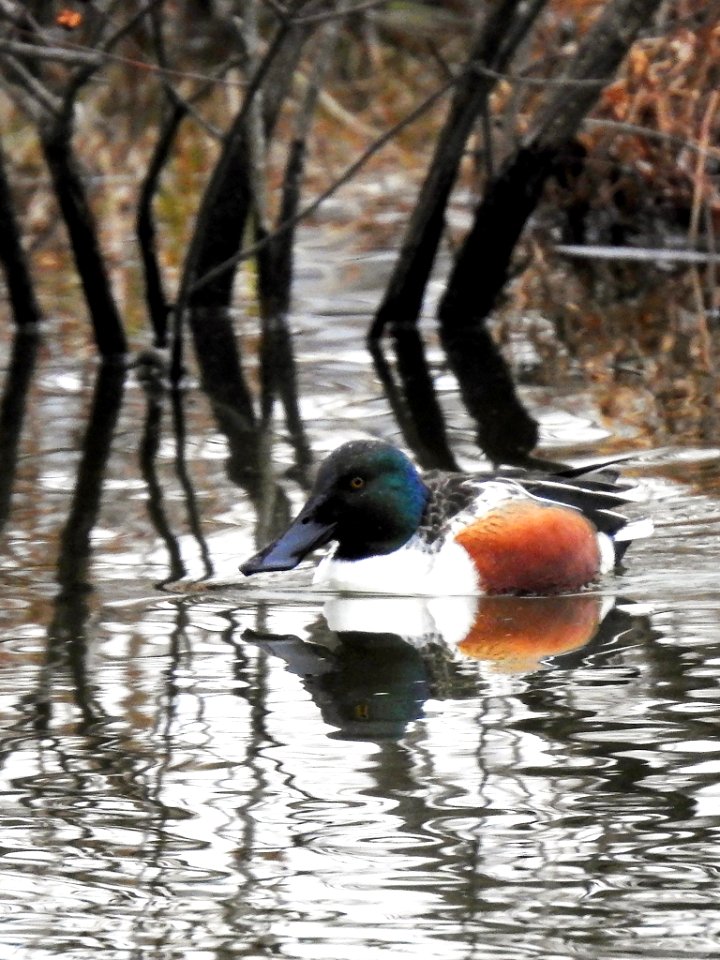 Northern Shoveler