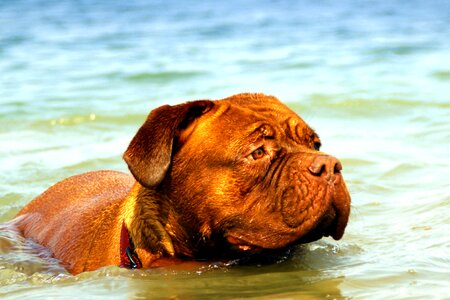Dogue water muddy